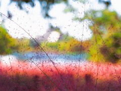 ふわふわⅡ　ピンクミューリー