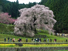 又兵衛桜Ⅰ