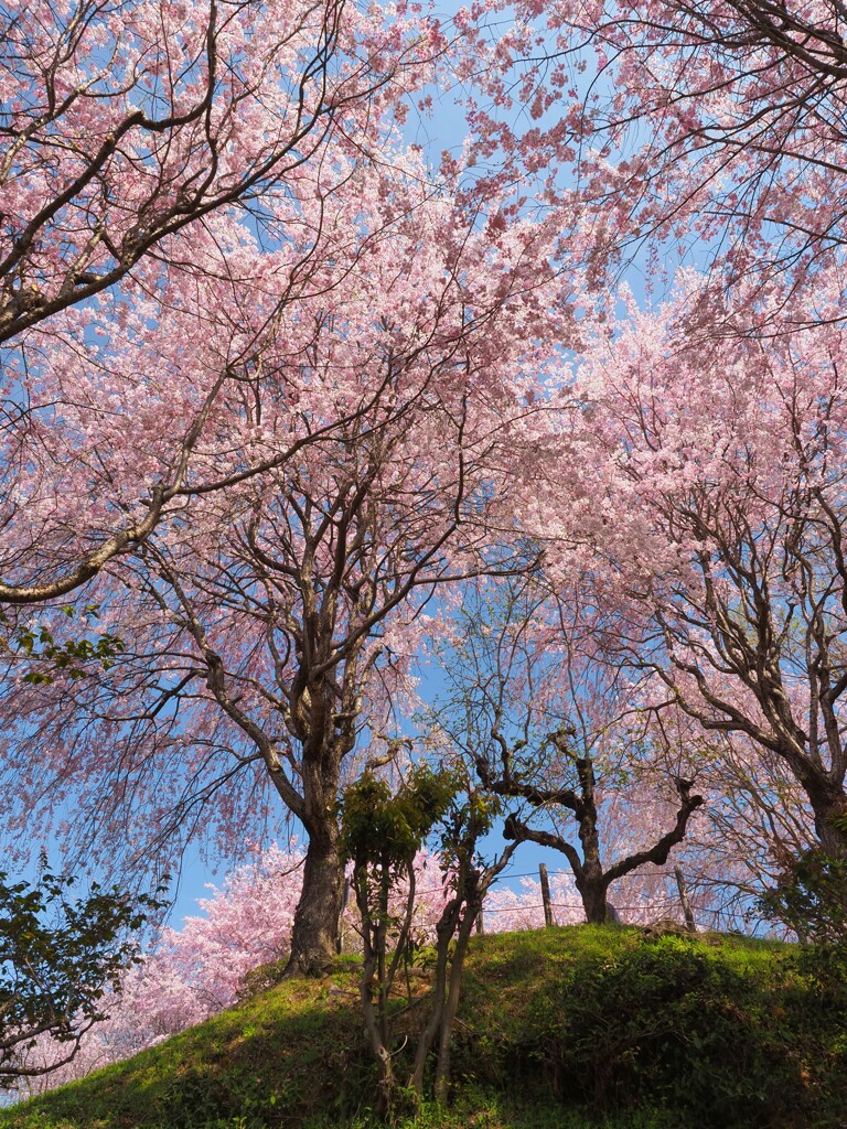 丘の上の桜を見上げる。
