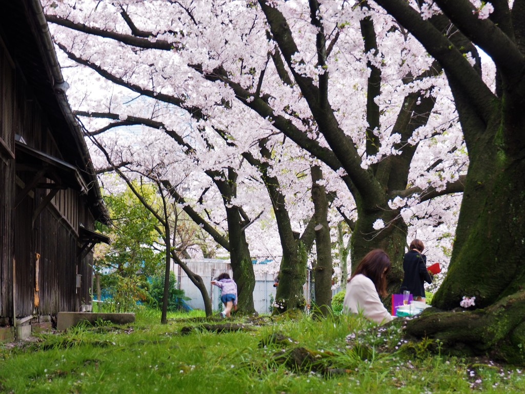 桜と芝生と古い倉庫