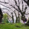 桜と芝生と古い倉庫