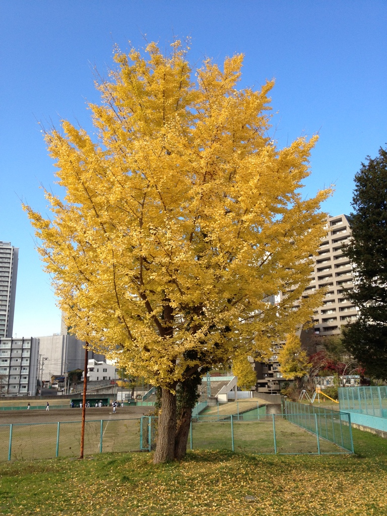 2011.11.27-9