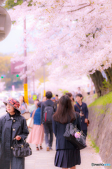京都の桜