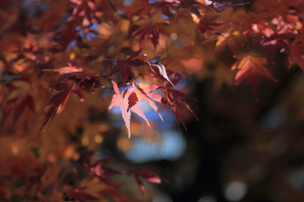 皇居東御苑の紅葉①