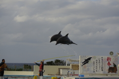 空飛ぶイルカ①