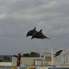 空飛ぶイルカ①