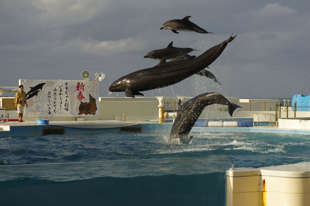 空飛ぶイルカ②