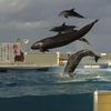空飛ぶイルカ②