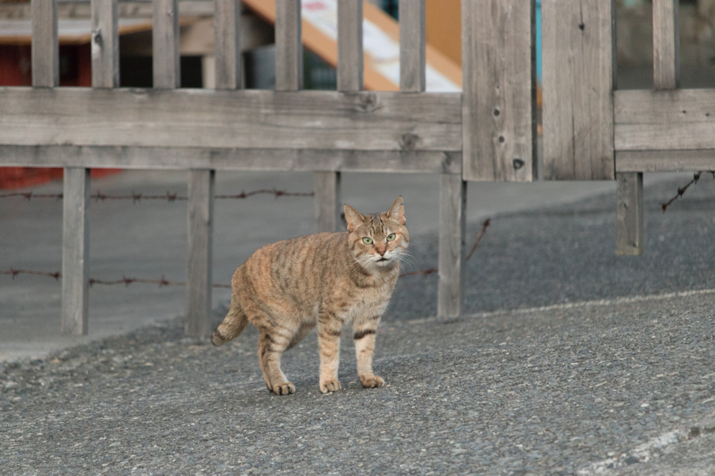 しまねこ