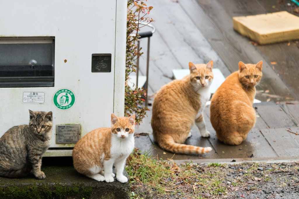 ぬっこぬこにしてやんよ By すすきの Id 写真共有サイト Photohito