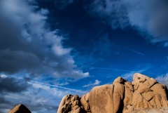 Joshua Tree