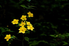 黄色い花