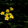 黄色い花