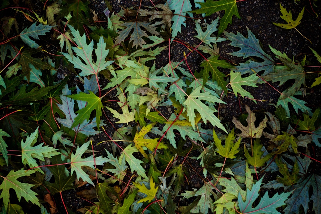 Autumn Leaves