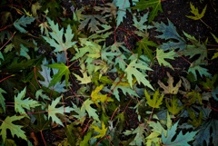 Autumn Leaves