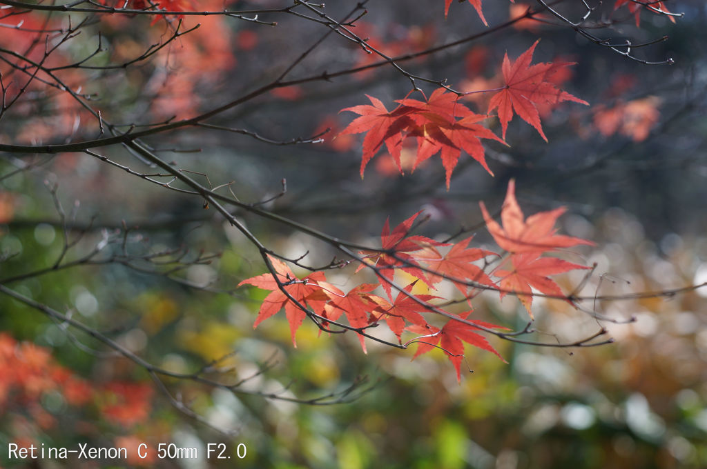 Retina-Xenon C 50mm F2.0