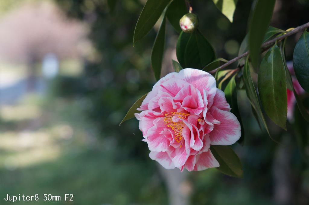Jupiter8 50mm F2