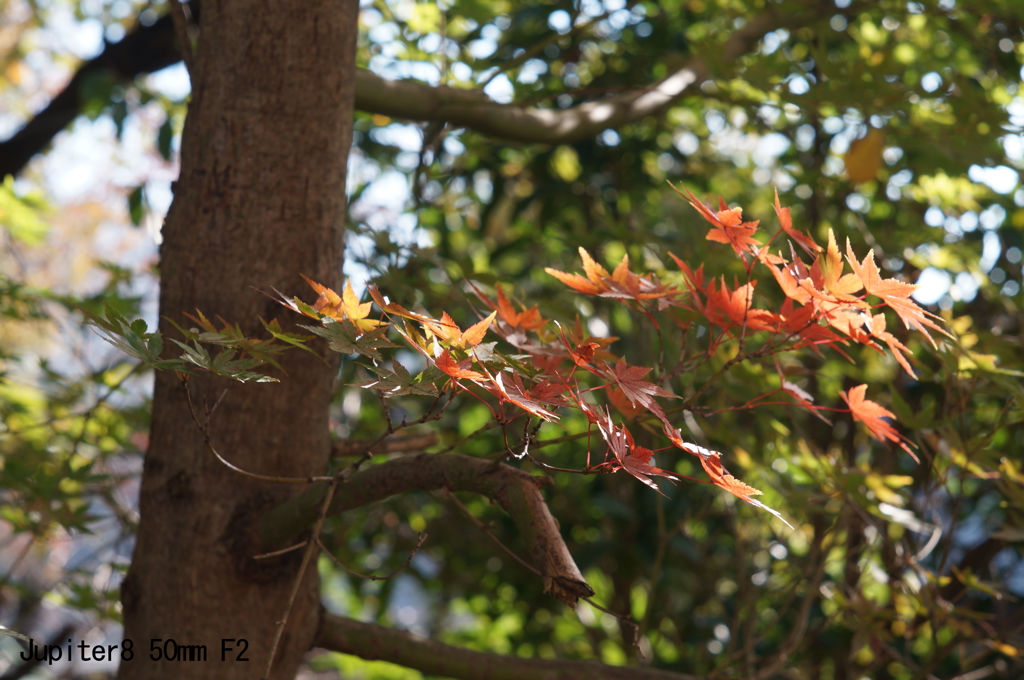 レンズ名：Jupiter8 50mm F2