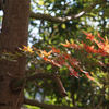 レンズ名：Jupiter8 50mm F2
