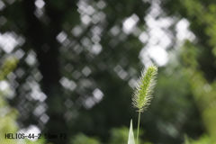 レンズ名：HELIOS-44-2 58mm F2