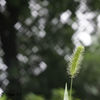 レンズ名：HELIOS-44-2 58mm F2