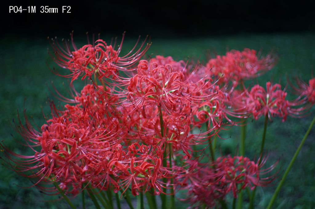 PO4-1M 35mm F2