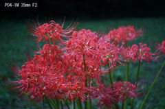 PO4-1M 35mm F2