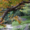 レンズ名：Industar 61 L/Z 50mm F2.8