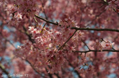 Jupiter8 50mm F2