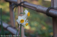 Retina-Xenon C 50mm F2.0