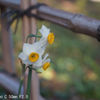 Retina-Xenon C 50mm F2.0