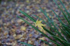 PO4-1M 35mm F2