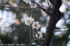 Retina-Xenon C 50mm F2.0