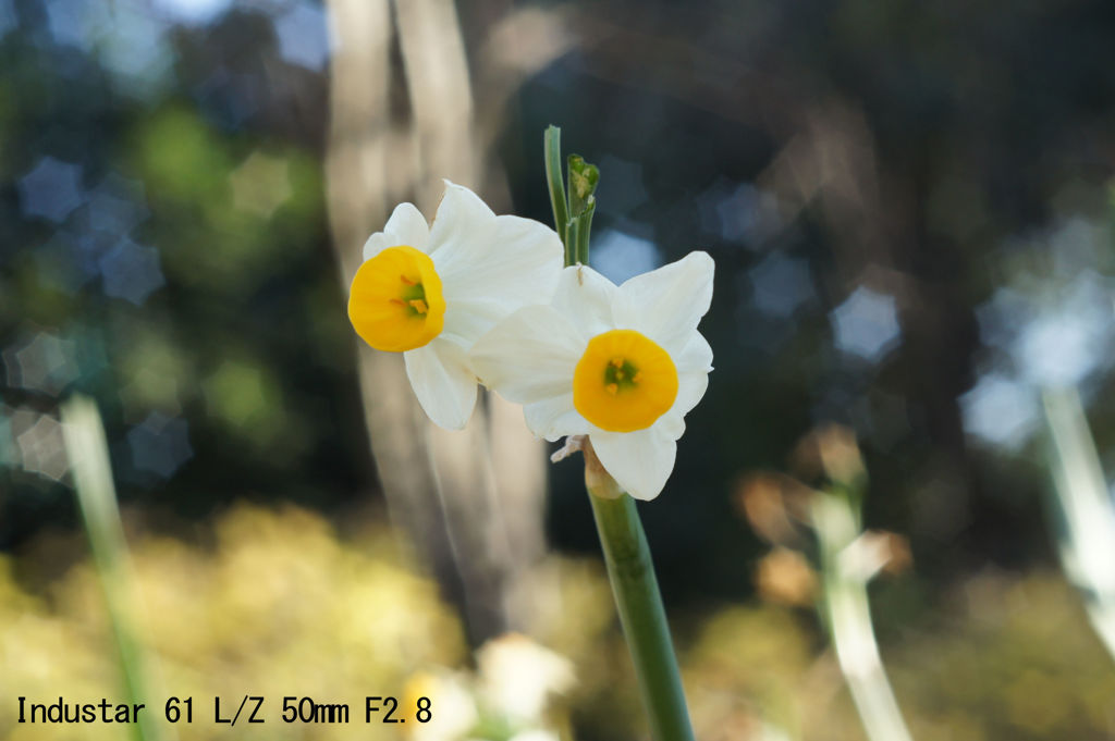 レンズ名：Industar 61 L/Z 50mm F2.8