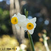 レンズ名：Industar 61 L/Z 50mm F2.8