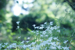 Jupiter3 50mm F1.5