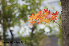 Canon SE 45mm F1.9