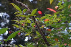 PO4-1M 35mm F2