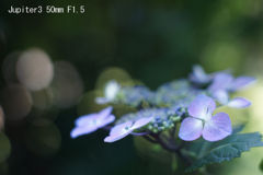 Jupiter3 50mm F1.5