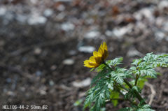HELIOS-44-2 58mm F2