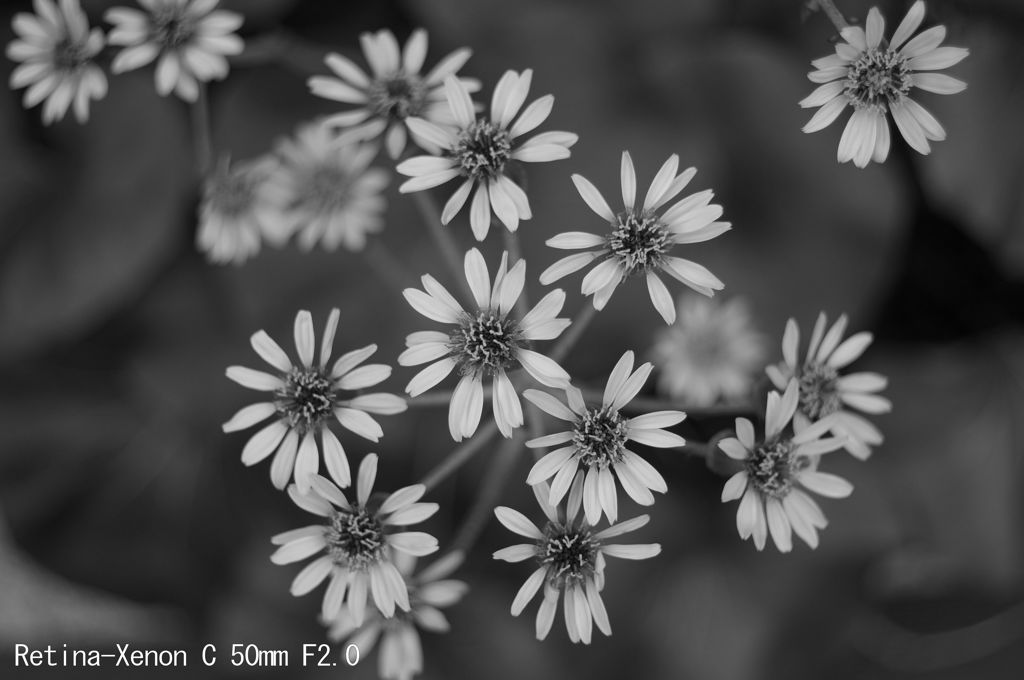 Retina-Xenon C 50mm F2.0