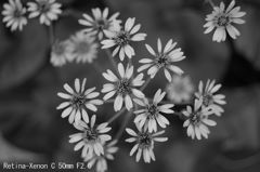 Retina-Xenon C 50mm F2.0