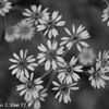 Retina-Xenon C 50mm F2.0