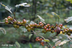 PO4-1M 35mm F2