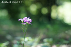 Jupiter3 50mm F1.5