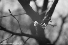 Retina-Xenon C 50mm F2.0