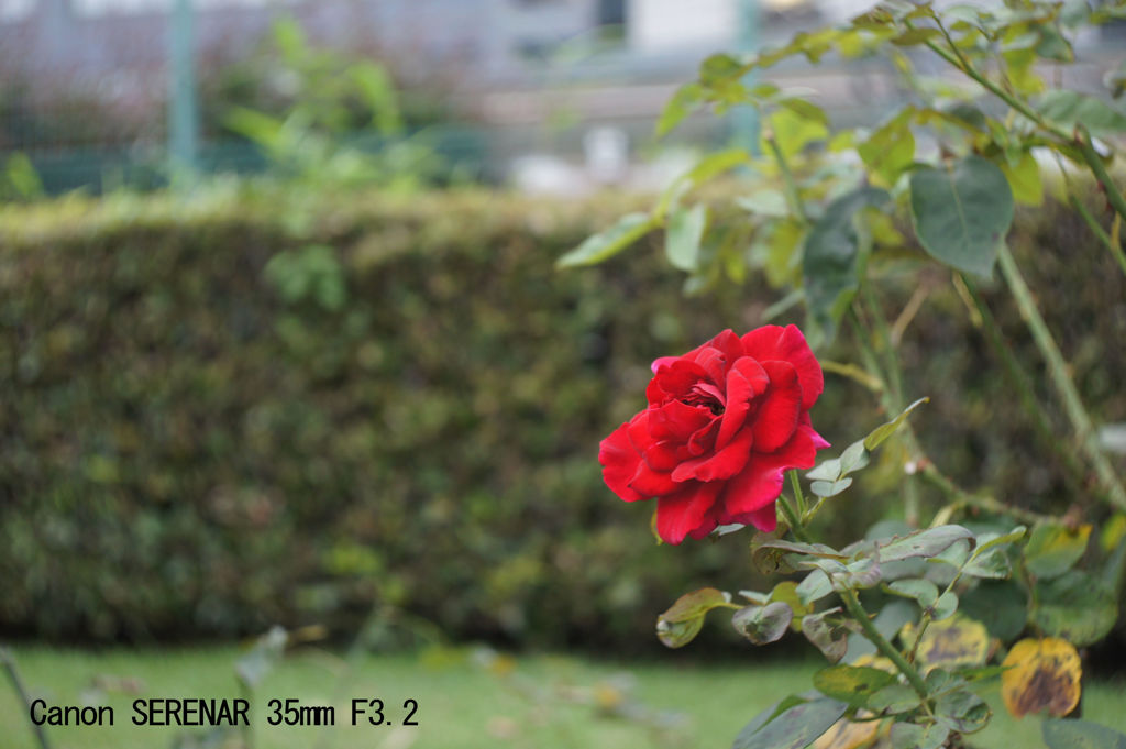 レンズ名：Canon SERENAR 35mm F3.2