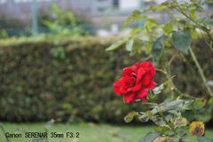 レンズ名：Canon SERENAR 35mm F3.2
