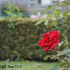 レンズ名：Canon SERENAR 35mm F3.2
