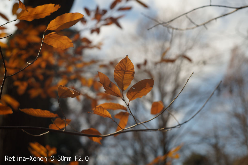 Retina-Xenon C 50mm F2.0